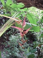 Heliconia colgantea image
