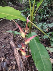 Heliconia colgantea image