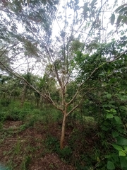 Psidium guajava image