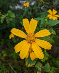 Tithonia diversifolia image