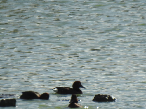 Avistamiento Porrón pardo (Reserva Natural Cantillana)