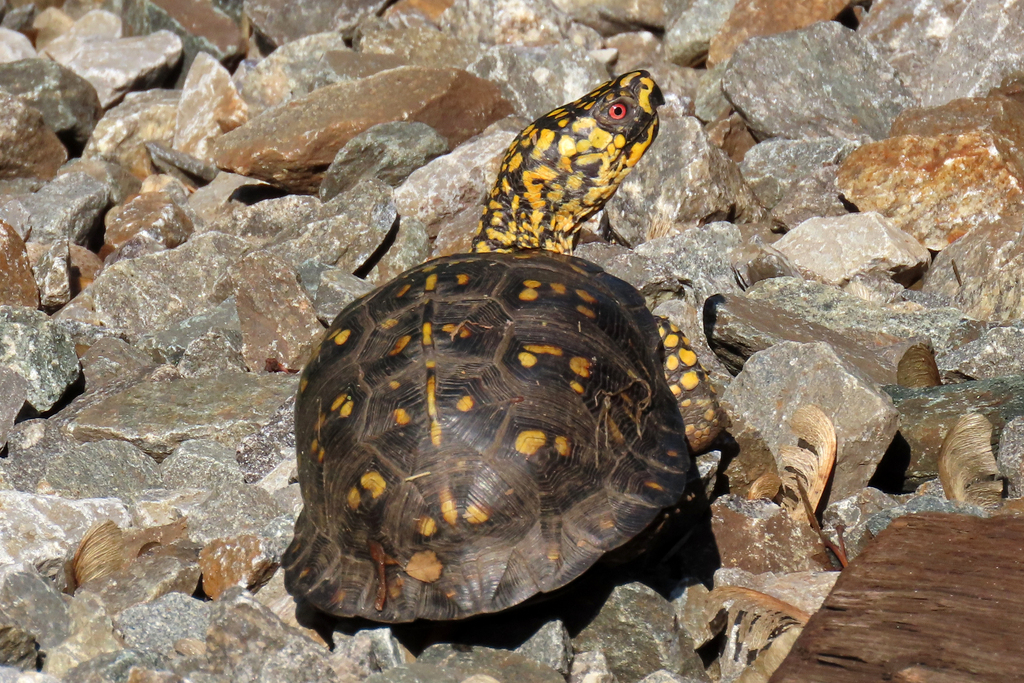 Common Box Turtle in May 2021 by jlculler · iNaturalist