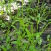 Ranunculus pusillus - Photo (c) Eric Hunt, όλα τα δικαιώματα διατηρούνται, uploaded by Eric Hunt