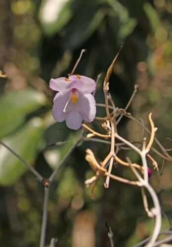 Paraboea treubii