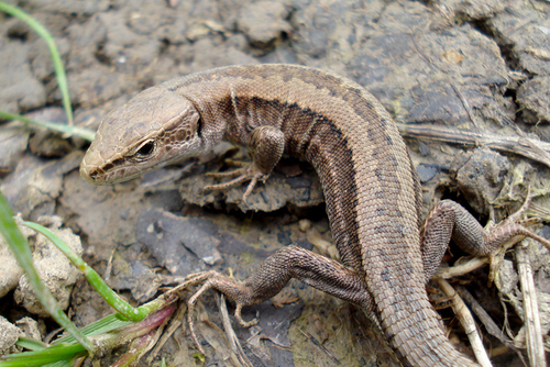 Meadow Lizard