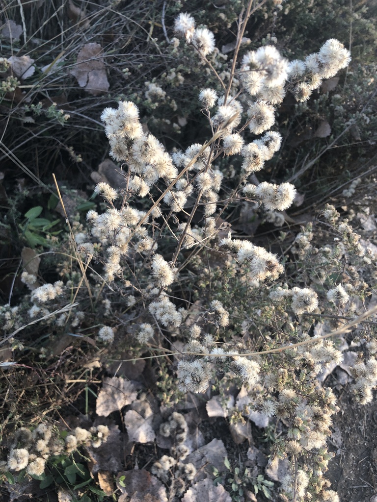 sunflowers, daisies, asters, and allies from James A. Bible Park