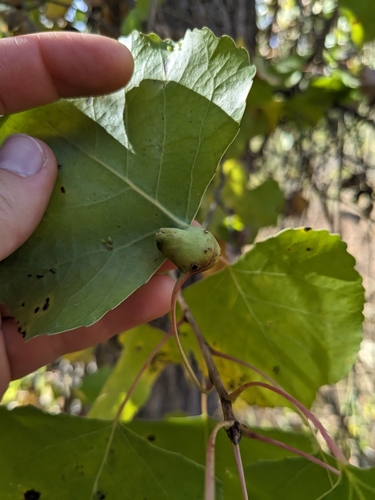 iNaturalist observation photo of Poplar Leaf-stem Gall Aphids