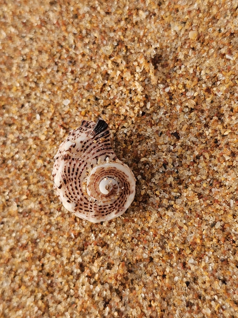 Lacinate Dolphin Shell from Port Hedland, WA, Australia on November 3 ...