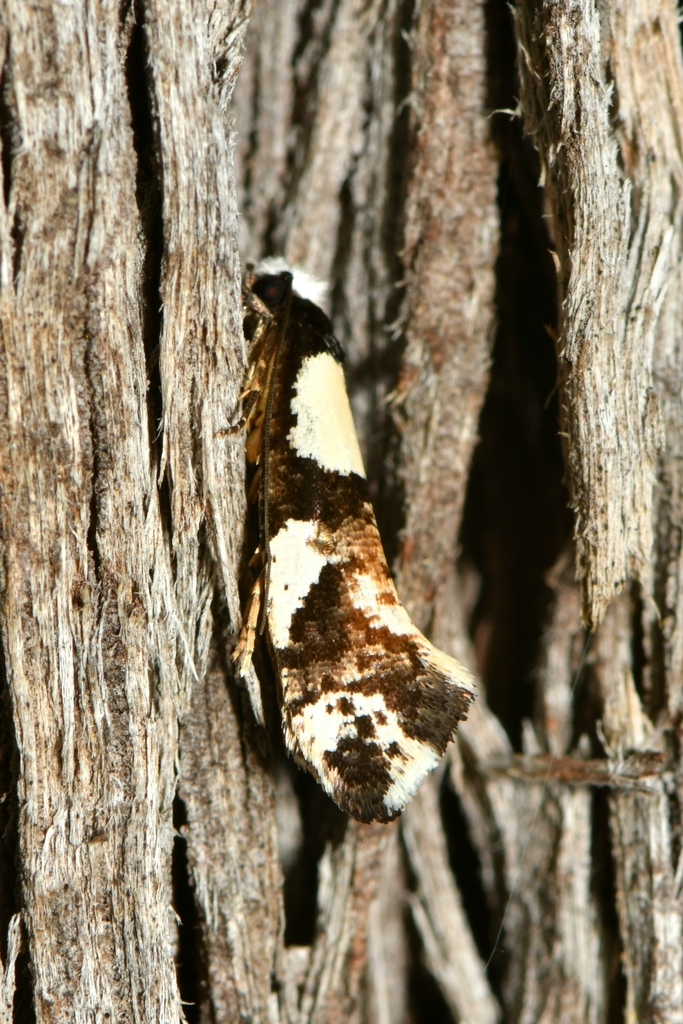 Wool Moth from Woods Bushland Reserve, Tuerong VIC 3915, Australia. on