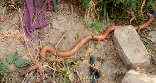 Red Sand Boa
