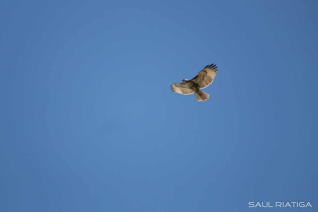 Red Hawk From Rio Red-tailed Hawk from Rio Tijuana 3ra Etapa, Tijuana, B.C., México on ...