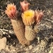 New Mexico Rainbow Cactus - Photo (c) Kayla Bradford, all rights reserved, uploaded by Kayla Bradford