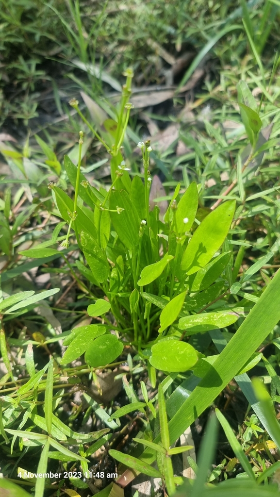 WaterPlantain family from 5W9X+GV Reed Beds Bird Hide boardwalk