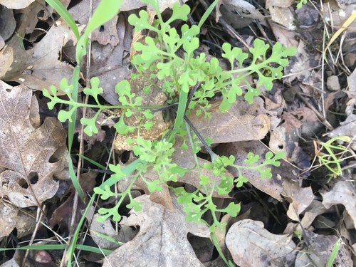 Small Baby Blue Eyes foliage