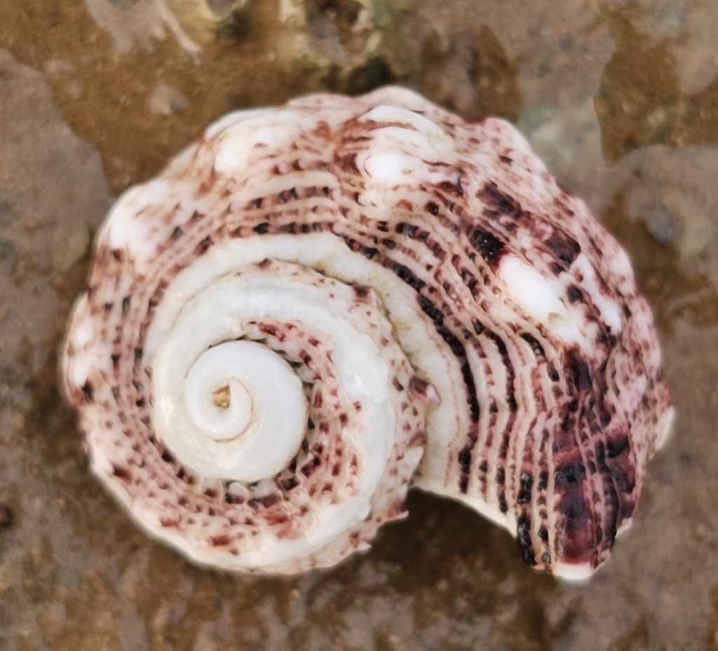 Lacinate Dolphin Shell from Moore St After Simpson St, Port Hedland WA ...