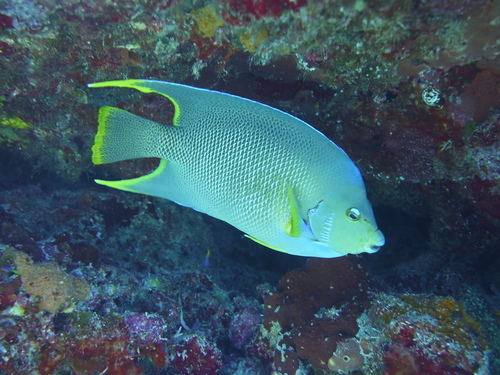 Blue Angelfish