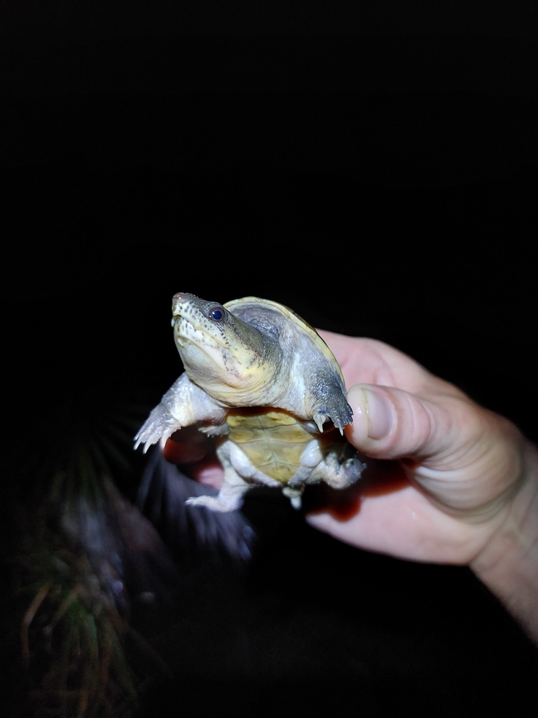 Narrow-bridged Musk Turtle in November 2023 by Ethan Hollender ...