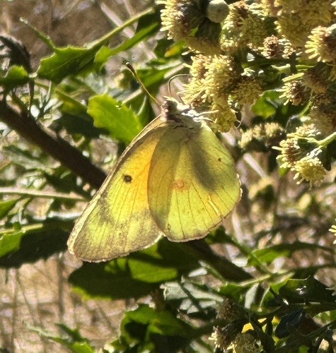 iNaturalist observation photo of Orange Sulphur