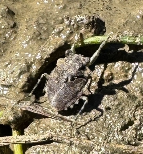 iNaturalist observation photo of Big-eyed Toad Bug