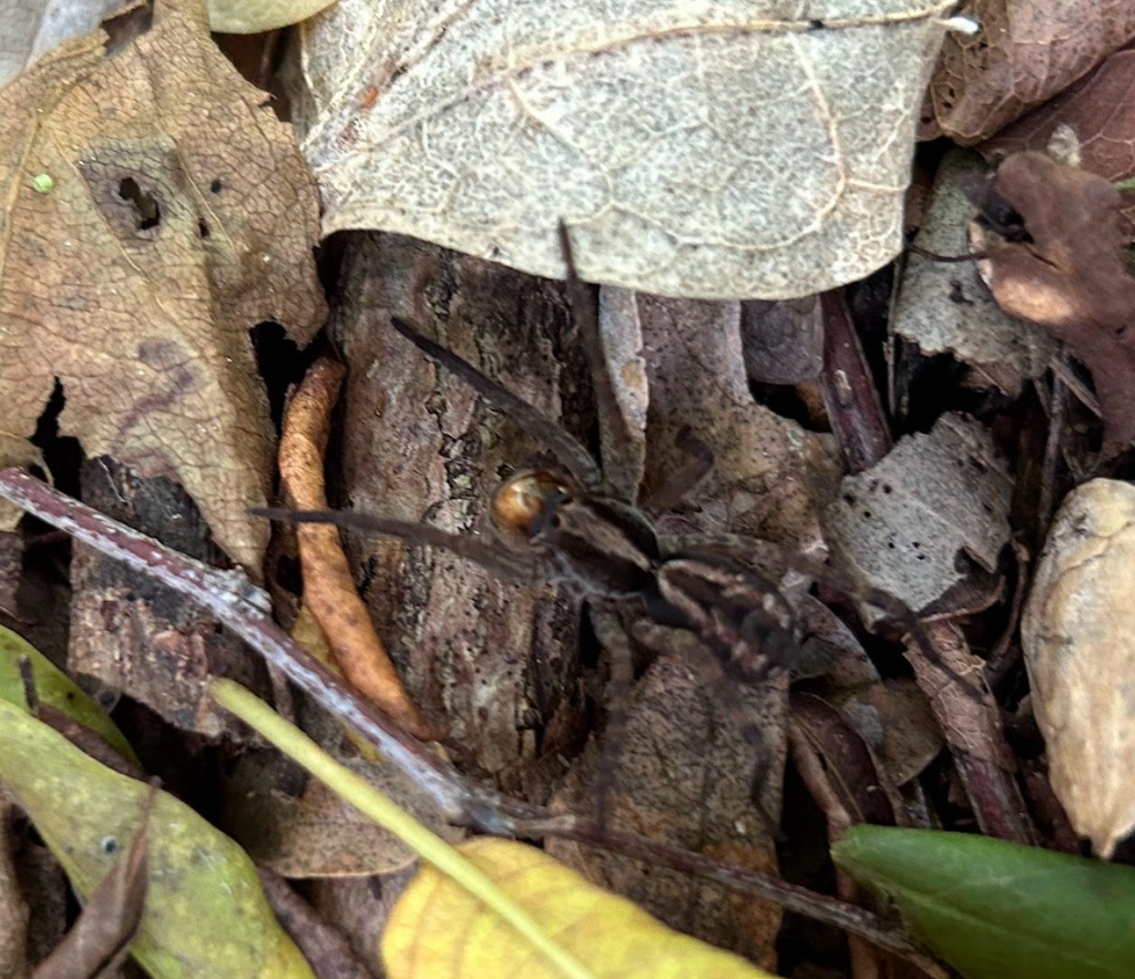 Wolf Spiders and Allies from Universidad del Caribe, Cancún, Q. Roo ...