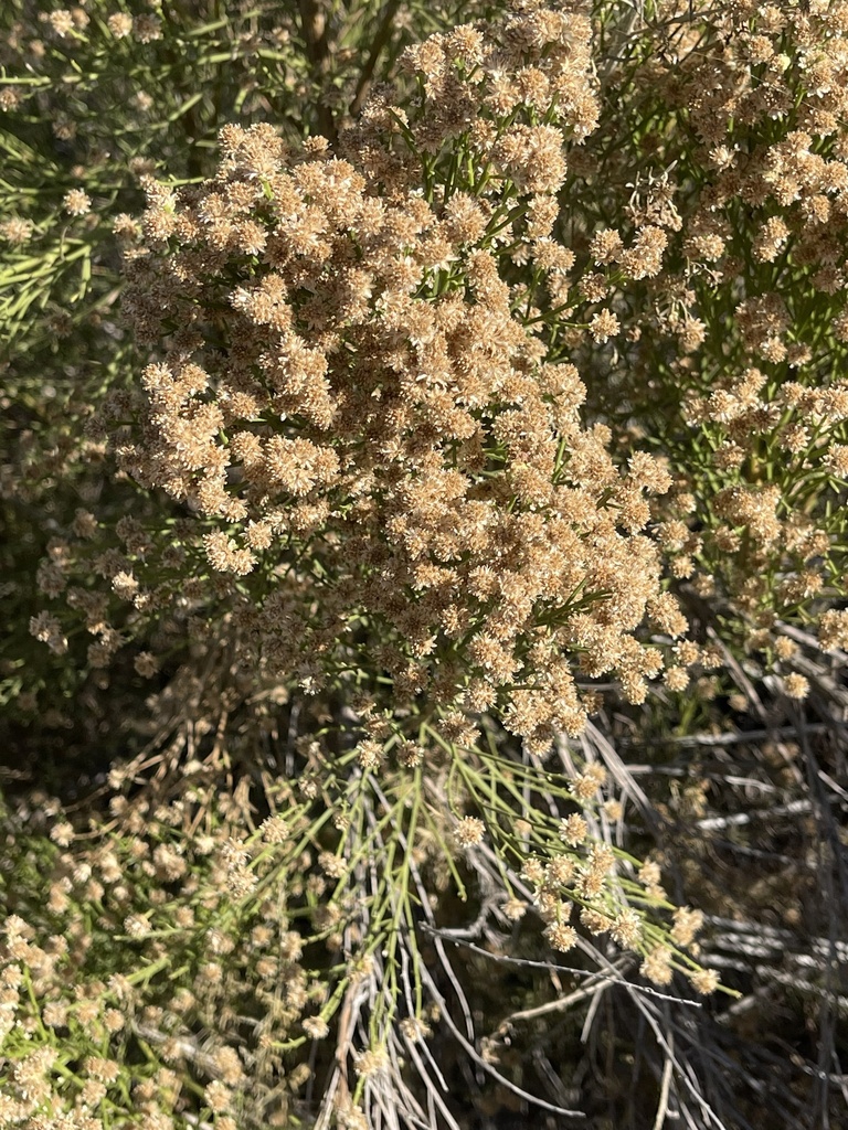 Desert Broom from Mission Trails Regional Park, San Diego, CA, US on ...