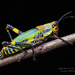 Variegated Grasshopper - Photo (c) Frank Deschandol, all rights reserved, uploaded by Frank Deschandol