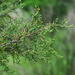 Virginian Juniper - Photo (c) Eric in SF, all rights reserved, uploaded by Eric Hunt