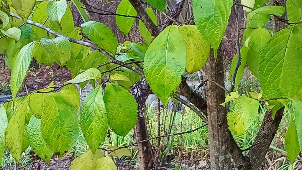 Gutta-percha Tree in November 2023 by 나병춘 · iNaturalist