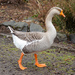 Domestic Greylag × Domestic Swan Goose - Photo (c) Mason Maron, all rights reserved, uploaded by Mason Maron