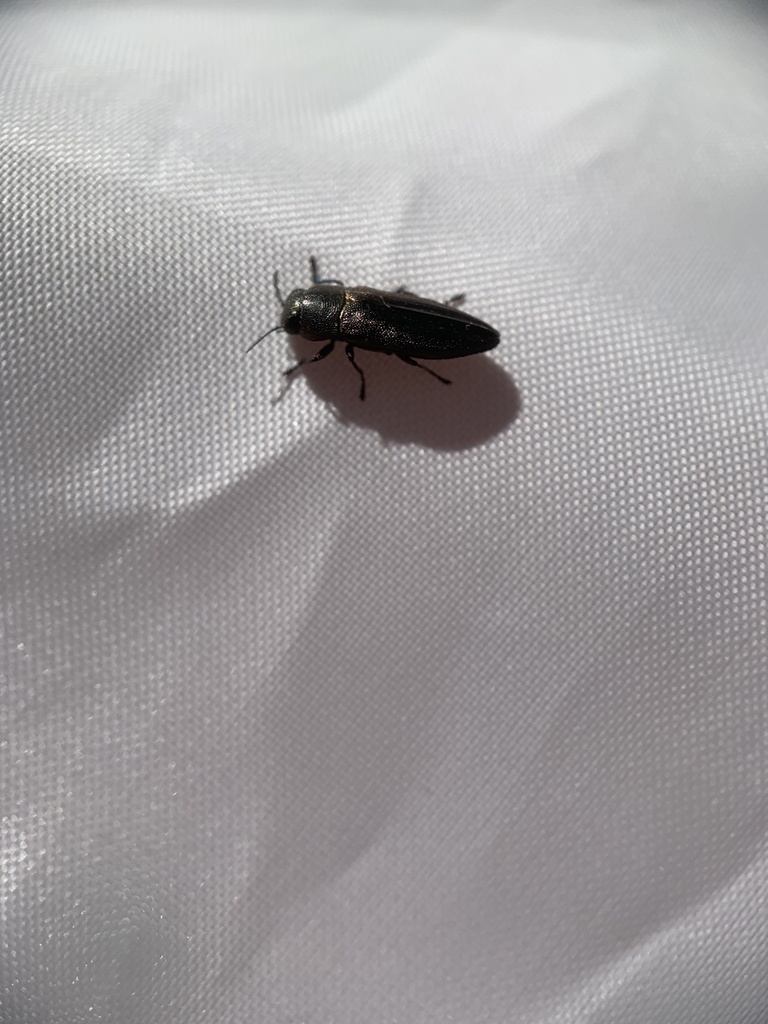 Jewel Beetles from Greater Bendigo National Park, Whipstick, VIC, AU on ...