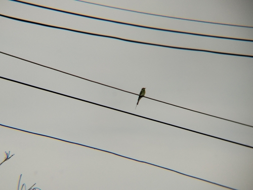 Asian Green Bee-eater