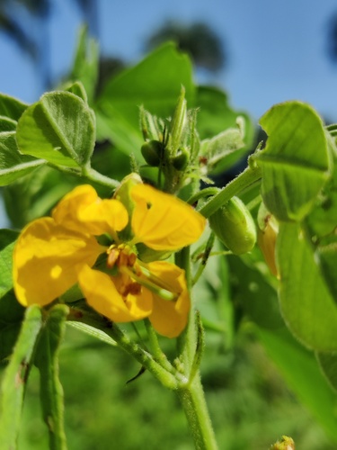 American Sicklepod