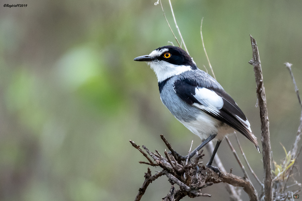 White-tailed Shrike (Lanioturdus torquatus) photo