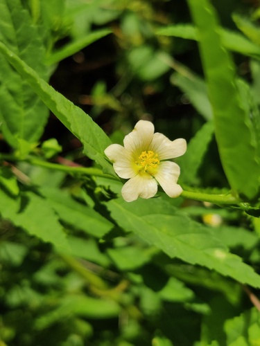 Spinyhead Sida
