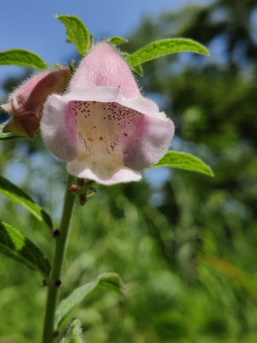 Sesamum radiatum