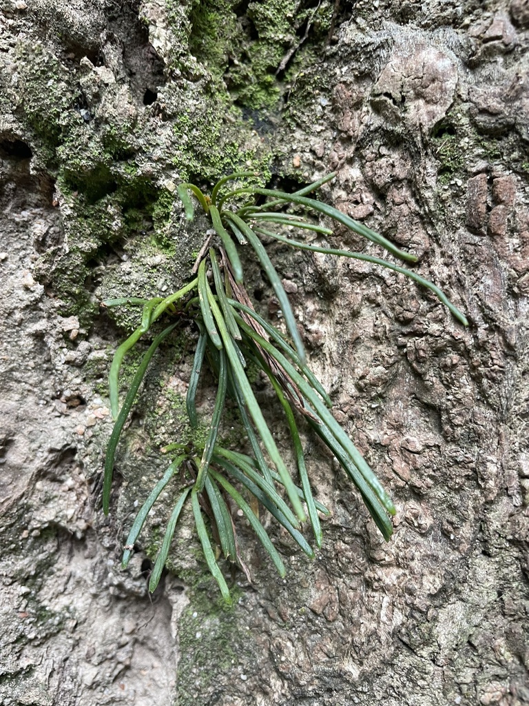 Haplopteris angustifolia (Haplopteris angustifolia)
