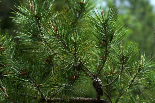 shortleaf pine