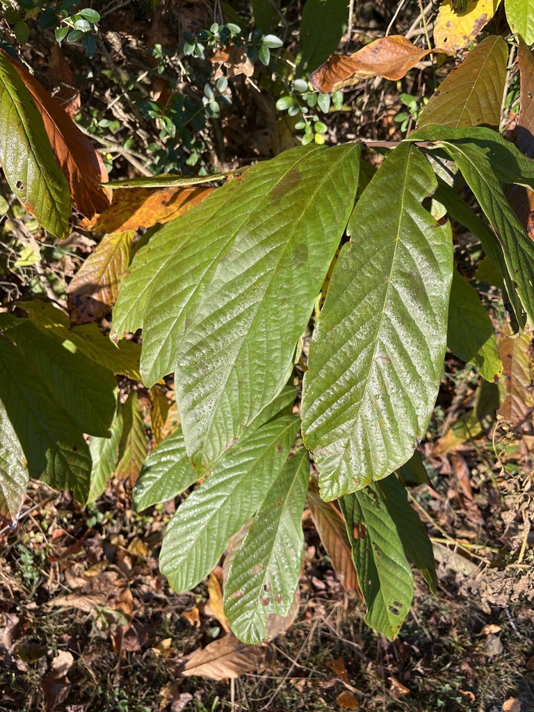 common pawpaw from Garrard Landing Park, Roswell, GA, US on November 4 ...