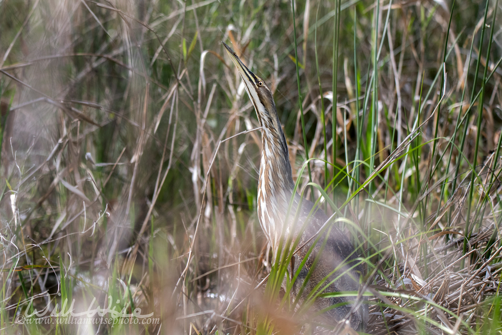 American Bittern hiding in grasses in Okefenokee Swamp Georgia