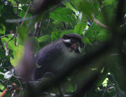 Cameroon Red-eared Monkey