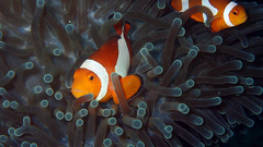 Clownfish