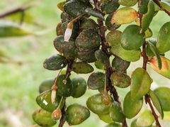 Sphyrospermum buxifolium image