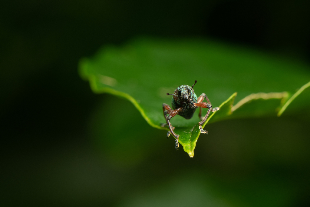 Metapocyrtus immeritus in May 2023 by ph_hsu · iNaturalist