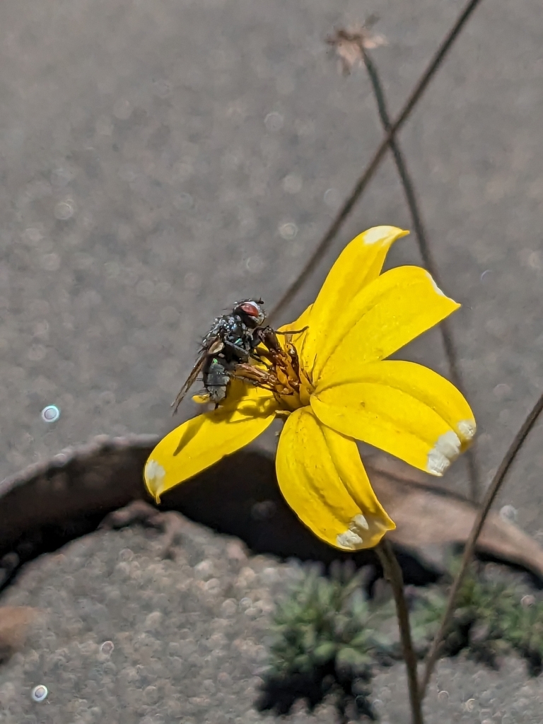 Bot Flies, Blow Flies, and Allies from Palmira, Ecuador on November 3 ...