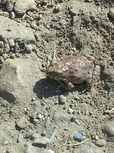 Juliaca four-eyed frog