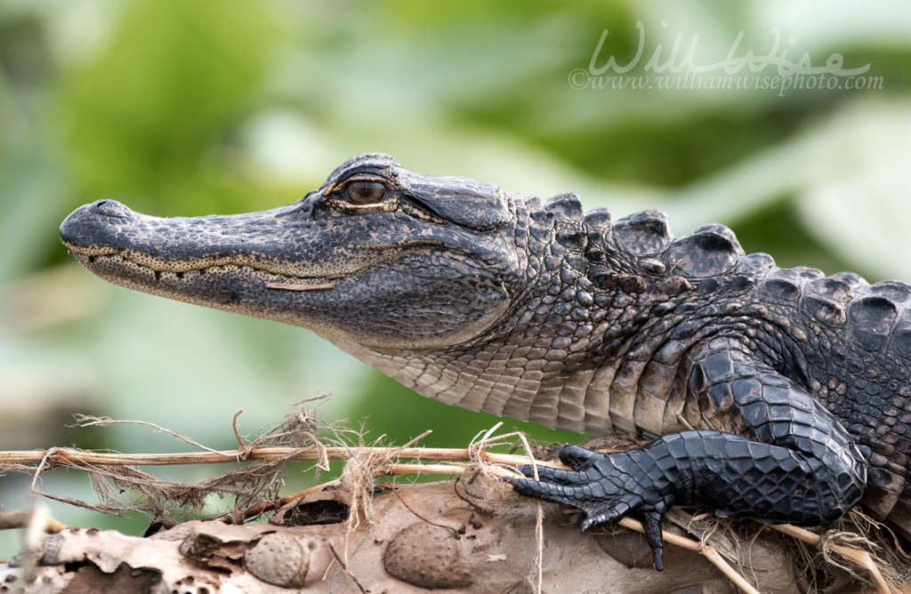 Cocodrilos, Caimanes Y Parientes (orden Crocodylia) · iNaturalist Ecuador