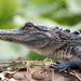 Crocodilians - Photo (c) William Wise, all rights reserved, uploaded by William Wise