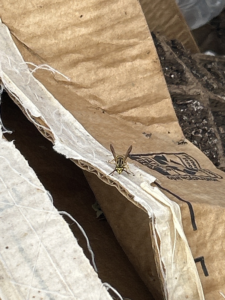 Southern Yellowjacket from Middletown Rd, Parkton, MD, US on November 4