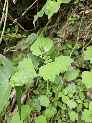 Kentani Spurflower (Coleus aliciae)