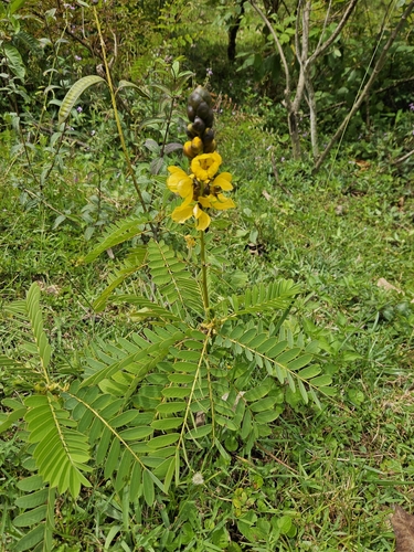 Peanut-Butter Cassia